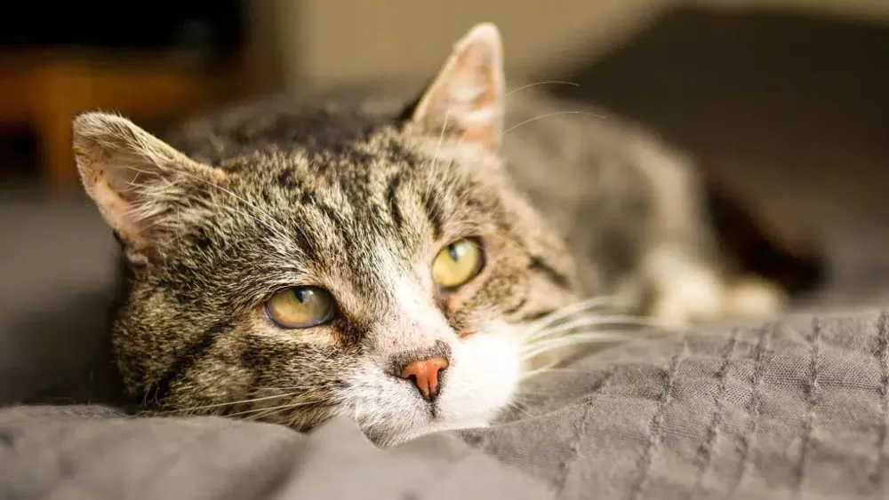 världens äldsta katt